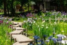 上尾丸山公園は四季折々の植物を楽しめる癒しスポット！見頃やおすすめの花は？