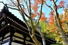 長谷寺は鎌倉観光の定番スポット！見どころやアクセスを徹底調査