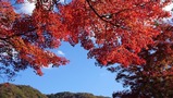 久安寺は季節の花々が美しい大阪の人気スポット！紅葉の見頃やアクセスを徹底調査