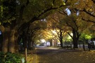 明治神宮外苑はいちょう並木が美しい人気スポット！アクセスや設備を徹底調査