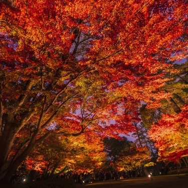 大田黒公園は桜と紅葉が美しいおすすめレジャースポット アクセスや見どころは Jouer ジュエ
