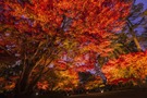 大田黒公園は桜と紅葉が美しいおすすめレジャースポット！アクセスや見どころは？