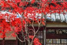平林寺は埼玉・新座の紅葉が美しい人気観光スポット！見どころやアクセスは？