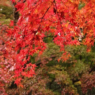 養老渓谷へ行くなら紅葉の季節がおすすめ 見頃や混雑しにくい日を徹底調査 Jouer ジュエ