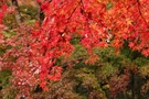 養老渓谷へ行くなら紅葉の季節がおすすめ！見頃や混雑しにくい日を徹底調査
