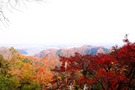 高尾山の紅葉に一目惚れ！見頃や混雑しにくいおすすめの時期を徹底調査