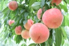 夏の定番フルーツ【桃】の旬を徹底解説！山梨・福島など産地ごとのおすすめは？