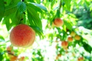 【桃】は硬い品種も人気！おすすめの種類や上手な食べ方は？