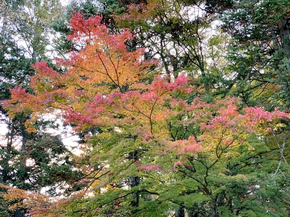 大阪 勝尾寺は紅葉が美しい人気の名所 見頃や混雑状況を徹底調査 Jouer ジュエ