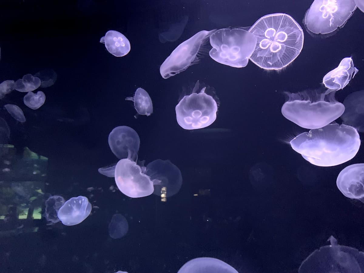 幻想的な海の世界 クラゲ のいる水族館はココ 関東 関西の人気スポットを厳選 Jouer ジュエ