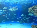 【2021年最新】実は貴重なラッコを見られる水族館はココ！日本には4頭しかいないってホント？