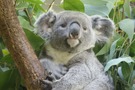 【2021年】コアラに会える動物園を大特集！関東・関西のおすすめスポットは？