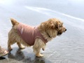 【犬服】おしゃれでかわいいおすすめ商品ランキングTOP7！人気ブランドも♡
