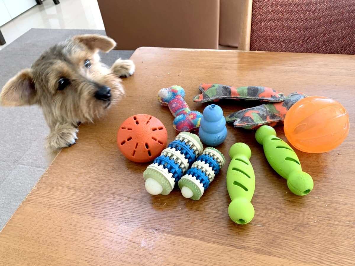 犬用のおもちゃ 動くタイプは夢中で遊ぶ 人気のおすすめ商品はコレ Jouer ジュエ
