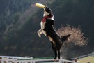【犬用フリスビー】おすすめランキングTOP7！小型犬向けや競技用も
