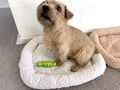 【犬ベッド】ドーム型おすすめランキングTOP11！洗えるタイプや大型サイズも