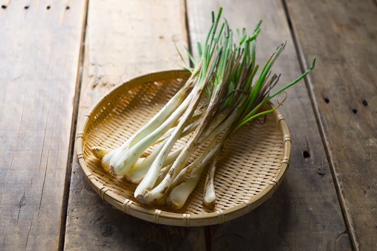 島らっきょう は沖縄のおいしい特産品 食べ方やおすすめの通販は 3ページ目 Jouer ジュエ