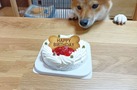 【犬用ケーキ】おすすめランキングTOP7！大きめサイズや主食タイプも
