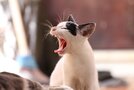 【猫用バリカン】おすすめランキングTOP7！選び方や使い方のコツも解説