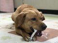 【犬用歯磨きガム】おすすめランキングTOP7！選び方や正しい与え方も解説
