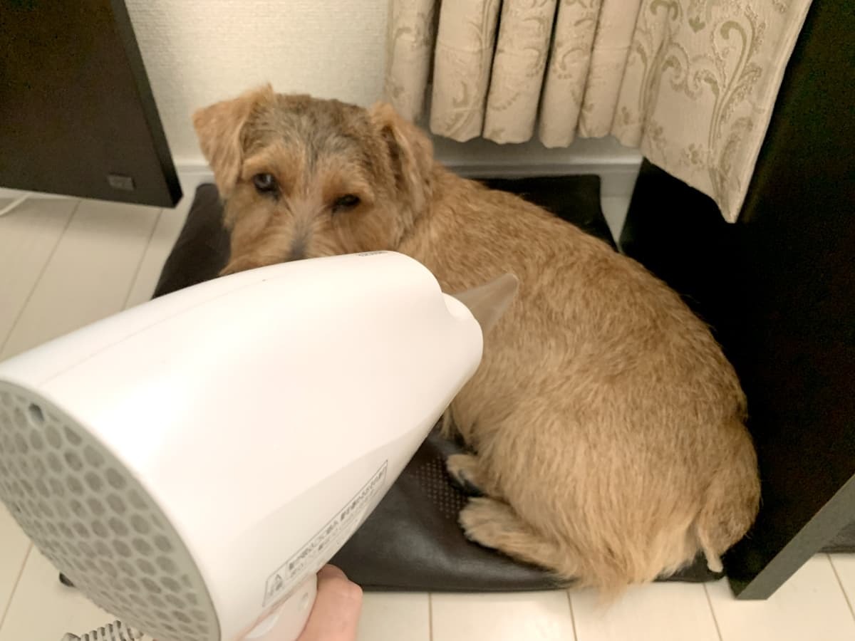 犬用ドライヤー おすすめランキングtop7 大型犬を速く乾かせる商品は Jouer ジュエ