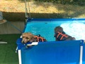 【犬用プール】おすすめランキングTOP7！楽しい遊び方も解説