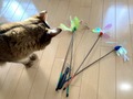 【猫じゃらし】おすすめランキングTOP7！選び方や遊び方も解説